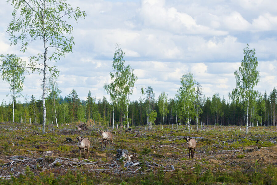 Renar på kalhygge i Juoksuvaara, där Sveaskog planerar att avverka de sista hektaren.