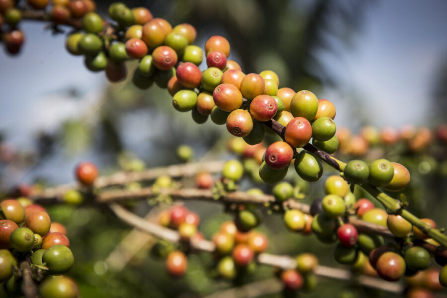 Kaffebusken är känslig för temperaturförändringar och ungefär hälften av den nu odlingsbara marken riskerar att försvinna till år 2050.