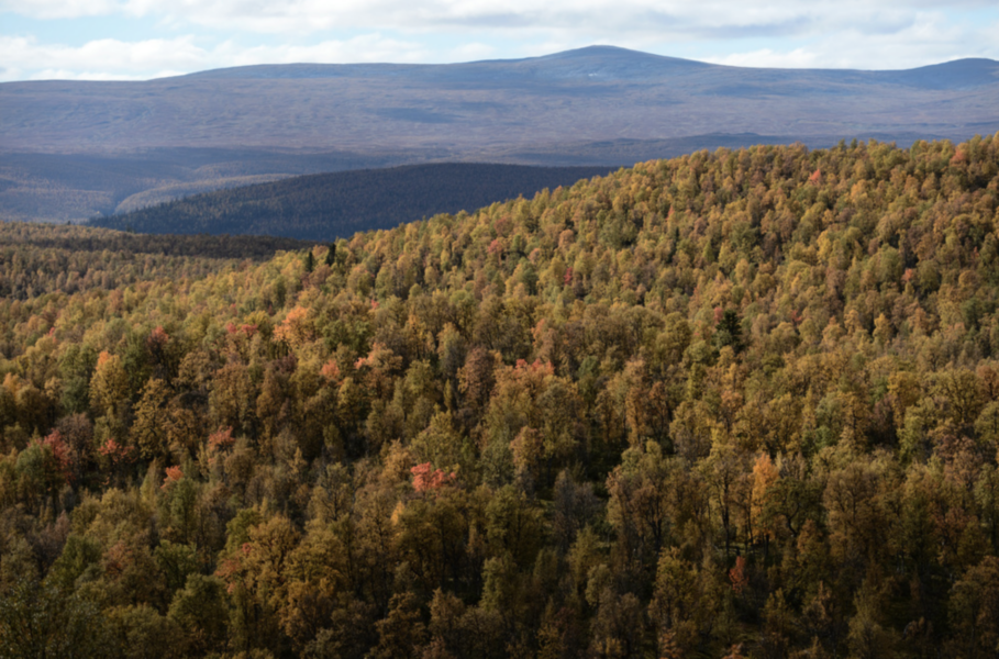 Vindelfjällen naturreservat har en yta på 550 000 hektar och är Sveriges största naturreservat.