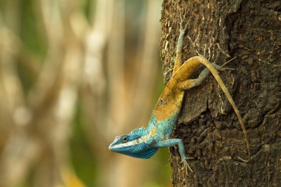 Den kambodjanska blåfärgade agamödlan, Calotes Goetzi, ändrar färg som en försvarsmekanism.