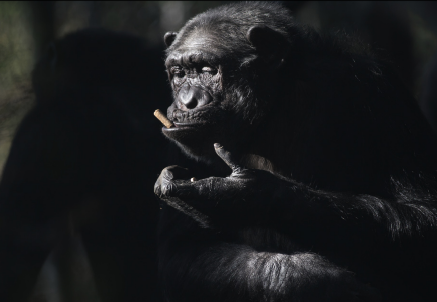 Schimpanser har i bland mycket att säga till varandra.