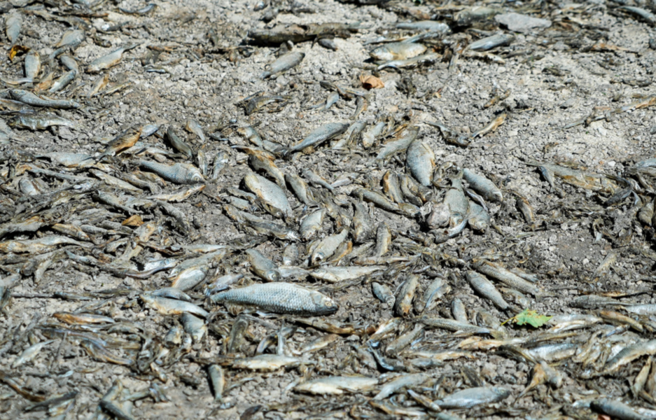 Döda fiskar på en torr flodbank i Lux i Frankrike förra sommaren.