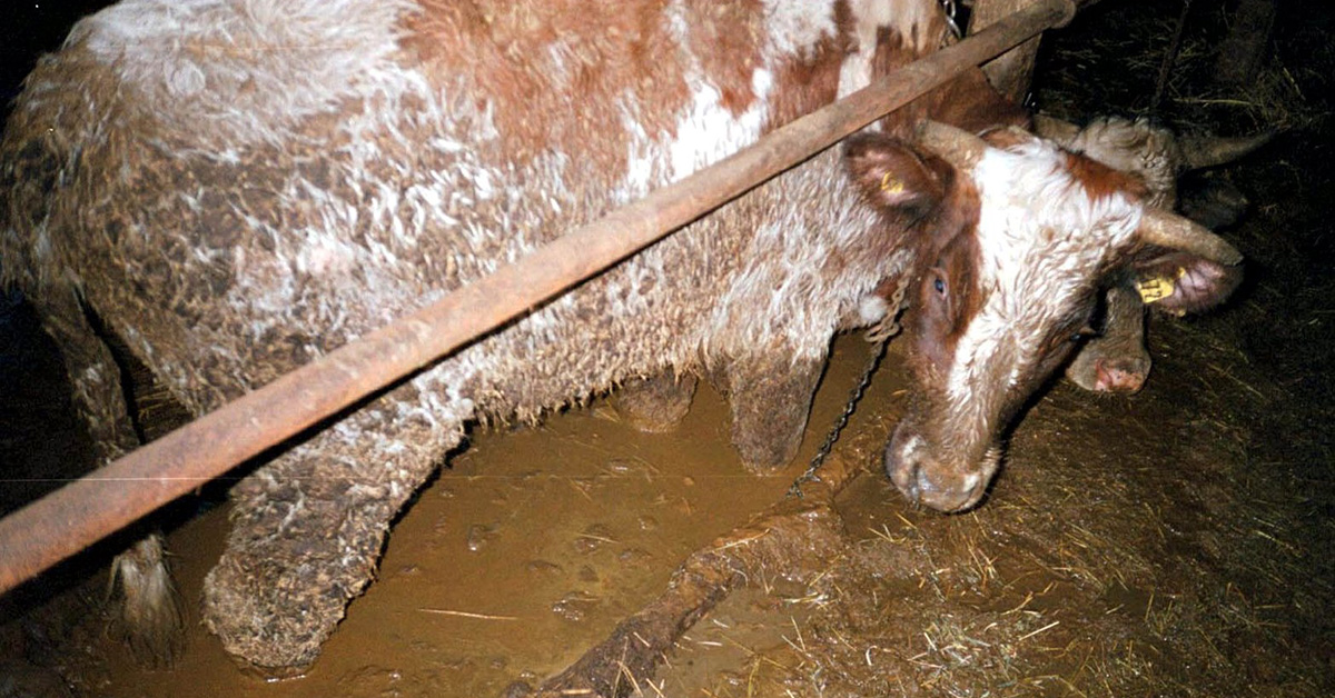 På en gotländsk gård upptäckte en veterinär elva döda kor och flera som stod i sin egen avföring.