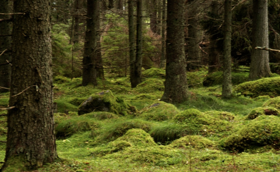 Skogsägare ska enligt ett förslag uppmuntras att biotopskydda större ytor än i dag.