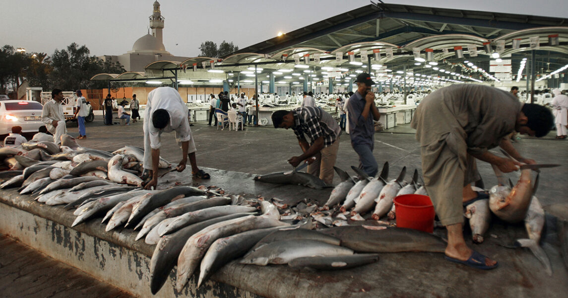 Hajfenor skärs av för att säljas på en marknad i Dubai.