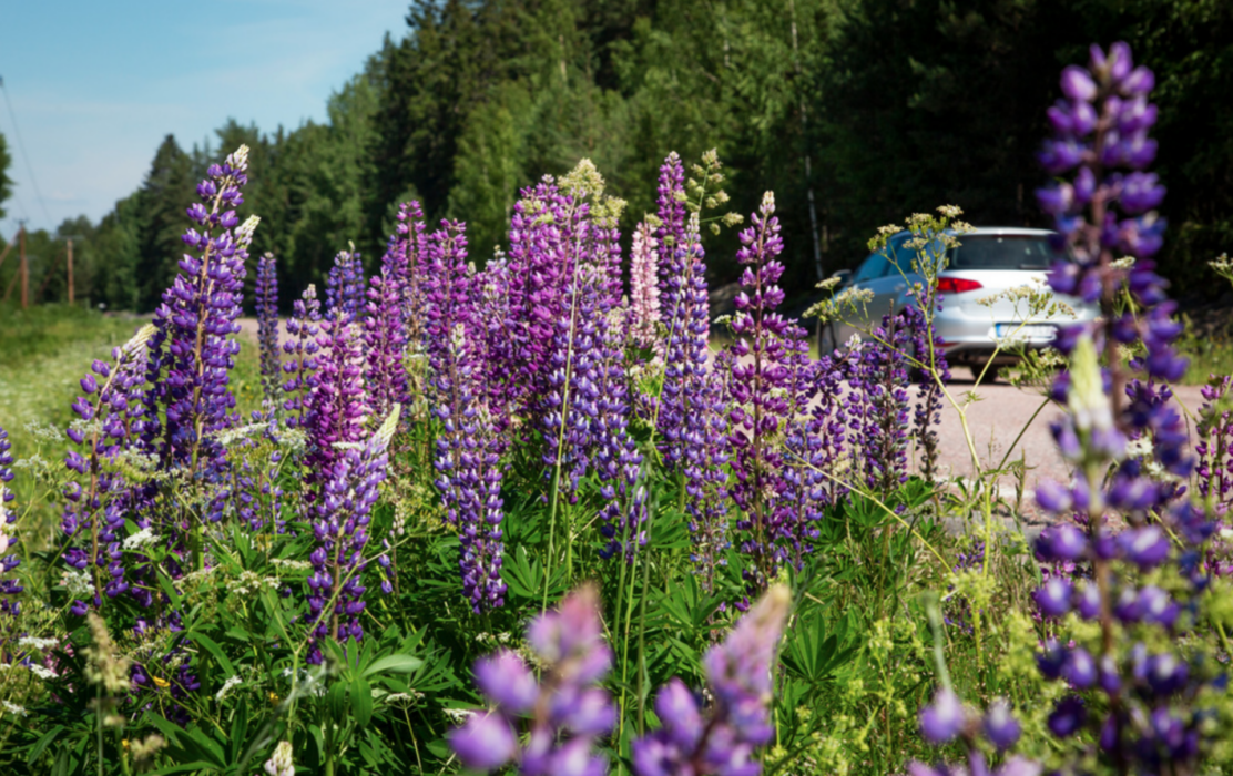 Blomsterlupinen är en av 41 invasiva arter som Naturvårdsverket och Havs- och vattenmyndigheten vill förhindra.