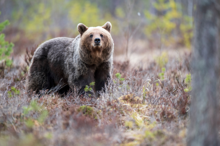 I år får 140 björnar skjutas under licensjakten i Gävleborgs län.