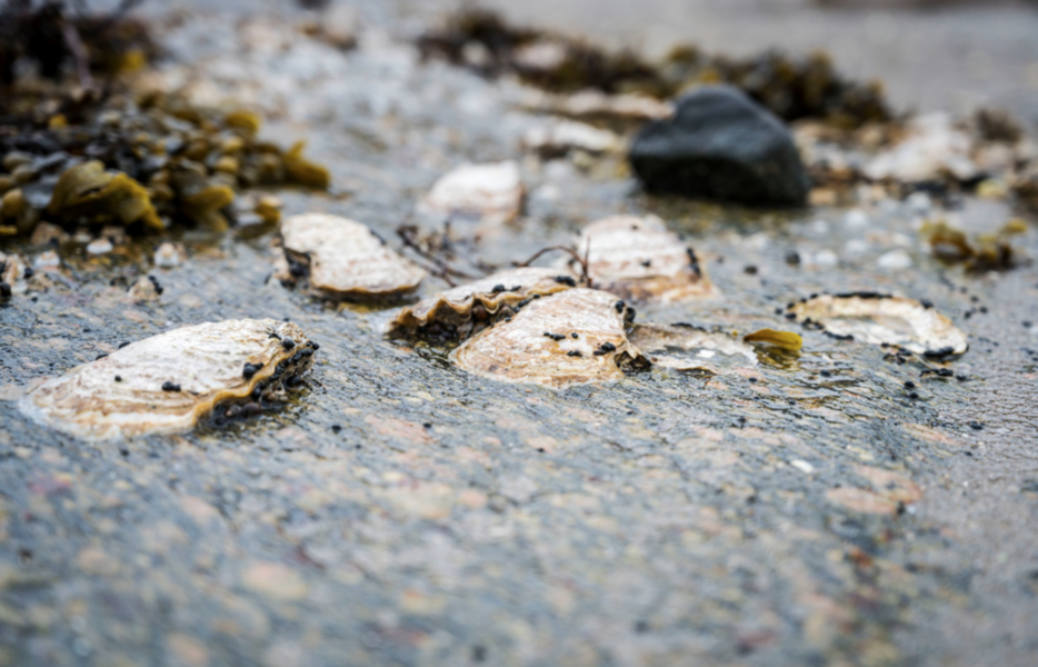 Stillahavsostron, eller japanska jätteostron, är nu de mest förekommande av alla musslor och ostron i Bohuslän.