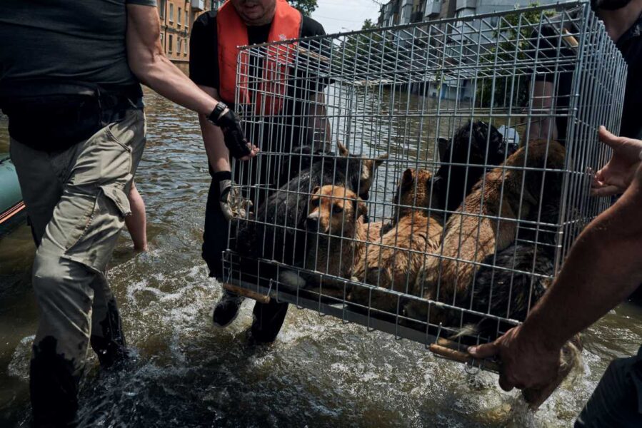Frivilliga hjälparbetare bär ut en bur med räddade hundar från Kherson som översvämmats efter att en damm förstörts.