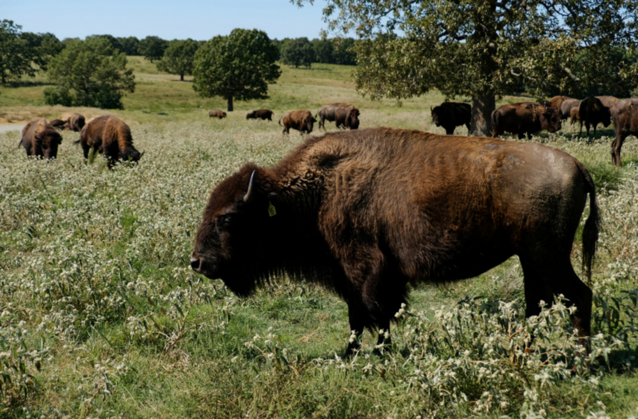 Bisonoxen är Nordamerikas största däggdjur och kan väga upp emot 900 kilogram.