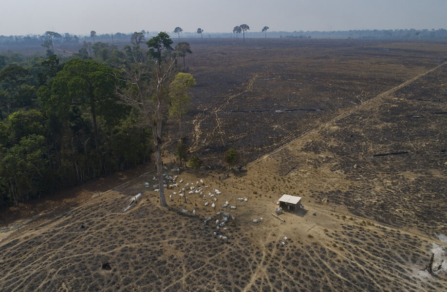 Boskap betar på mark som bränts och avskogats i delstaten Para.