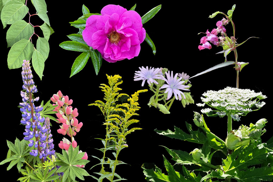  Invasiva blomster – förrädiskt vackra.