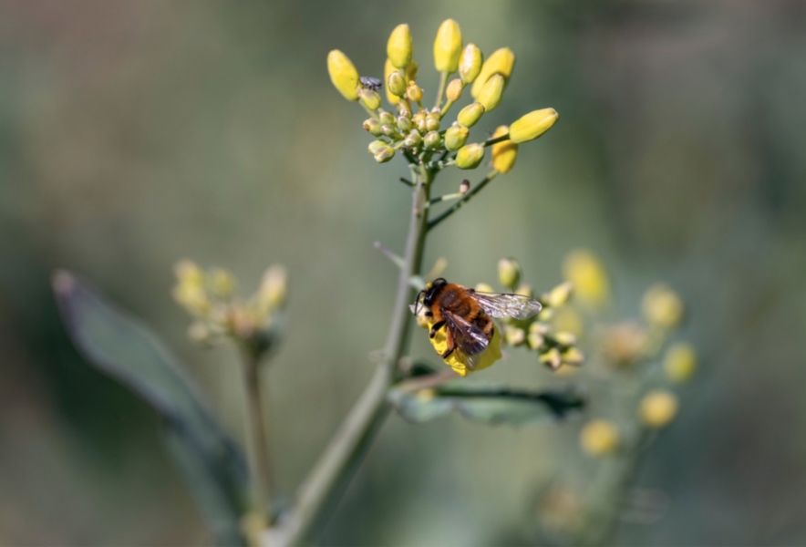 Giftet påverkar bins flygmönster och orienteringsförmåga och är förbjudet i EU.