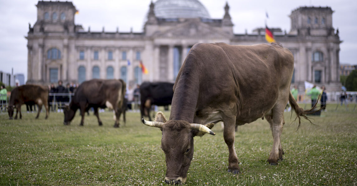 Några kor fick smaka på gräsmattan utanför det tyska parlamentet i Berlin den 16 maj i år.