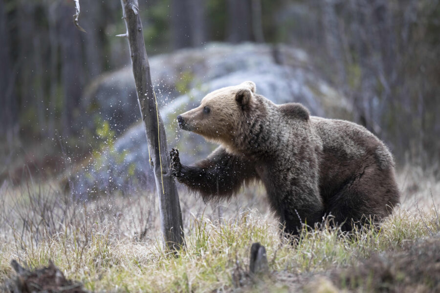Allt fler björnar skjuts under björnjakten i Sverige.