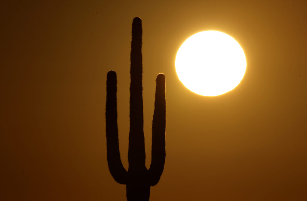 En saguarokaktus i en öken utanför Phoenix, Arizona.