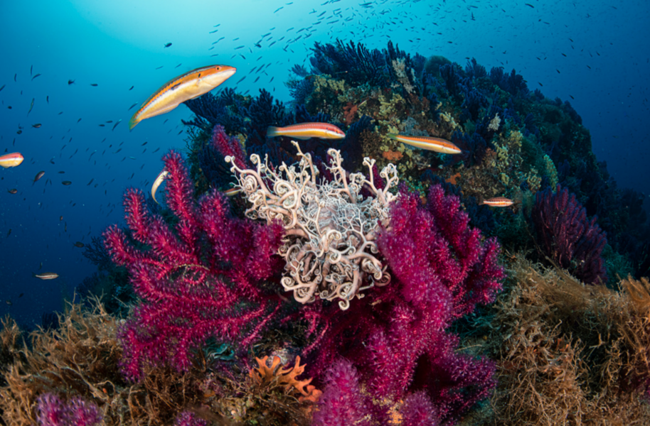 Bilden visar ett korallrev i Medelhavet.