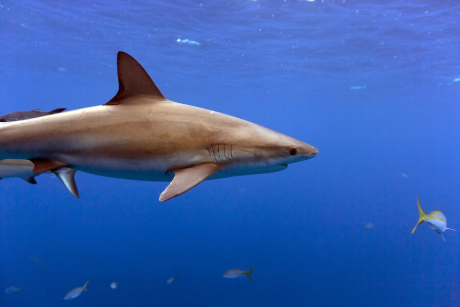 Hajar antas ha blivit utsatta för mänskliga droger.