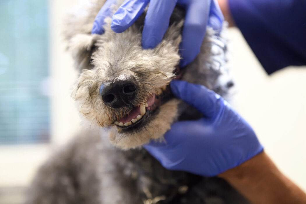 Utländska veterinärer kan mötas av misstro i Sverige.