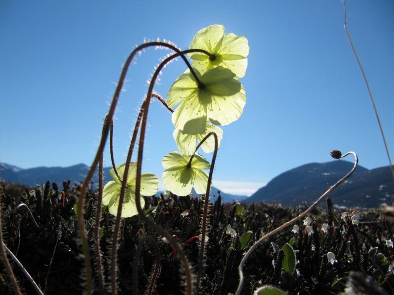De högarktiska växterna blommar vid dramatiskt olika tidpunkt under olika år.