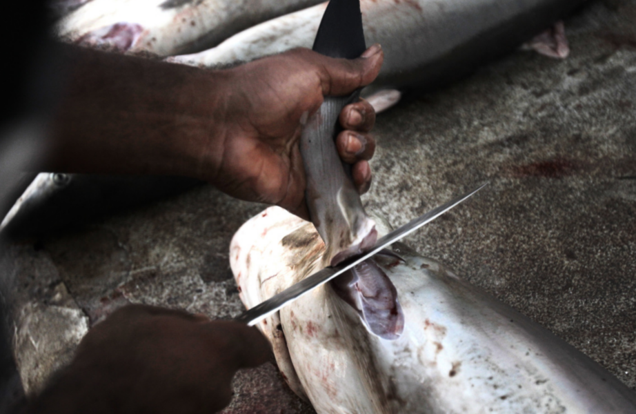 En hajfena skärs av på en fiskmarknad i Förenade arabemiraten.