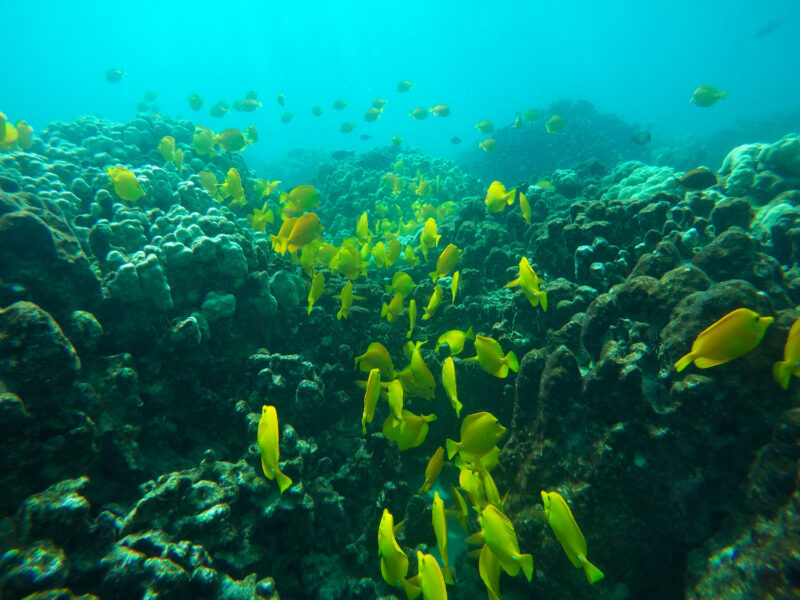 Fiskarna skimrar i gult, grönt och rött, men korallerna har förlorat alla sina färger.