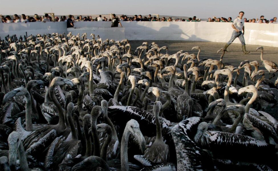 De tusentals flamingos som brukar häcka vid en lagun i Málaga har i år flugit förbi.