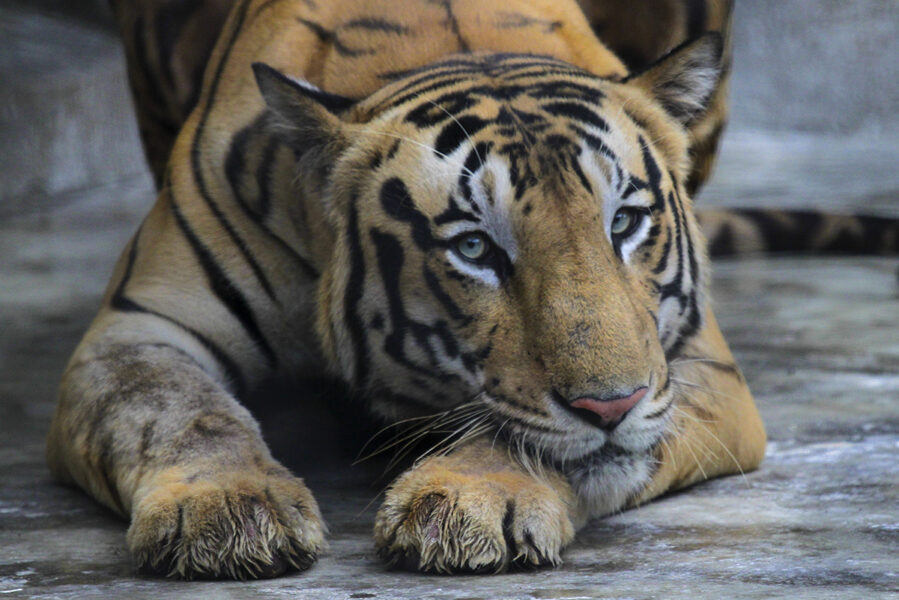 De bengaliska tigrarna blir fler efter insatser för att bevara den utrotningshotade arten.