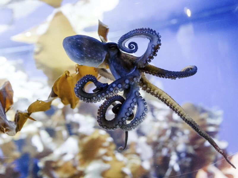 En bläckfisk i ett akvarium i Tyskland.