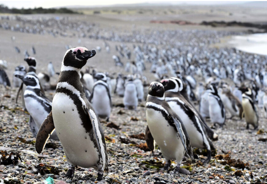 Pingviner på en strand i Argentina.