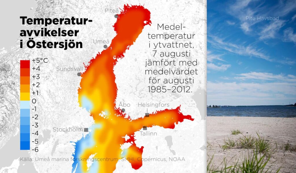 Medeltemperatur i ytvattnet, den 7 augusti i år jämfört med medelvärdet för augusti 1985–2012.