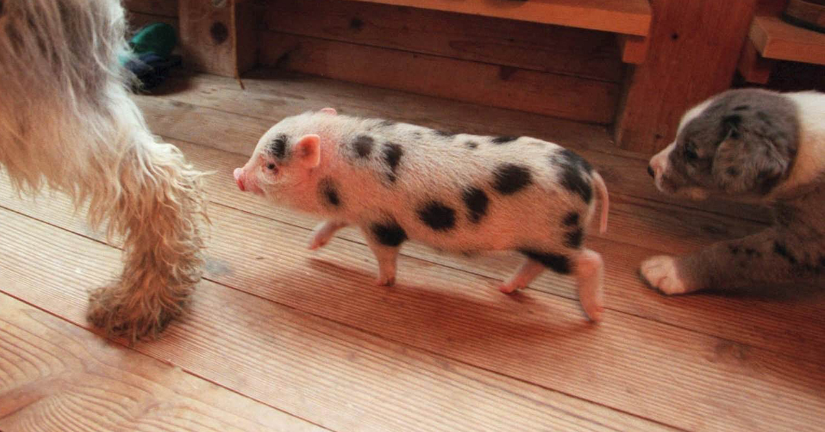 En tik har adopterat en griskulting.