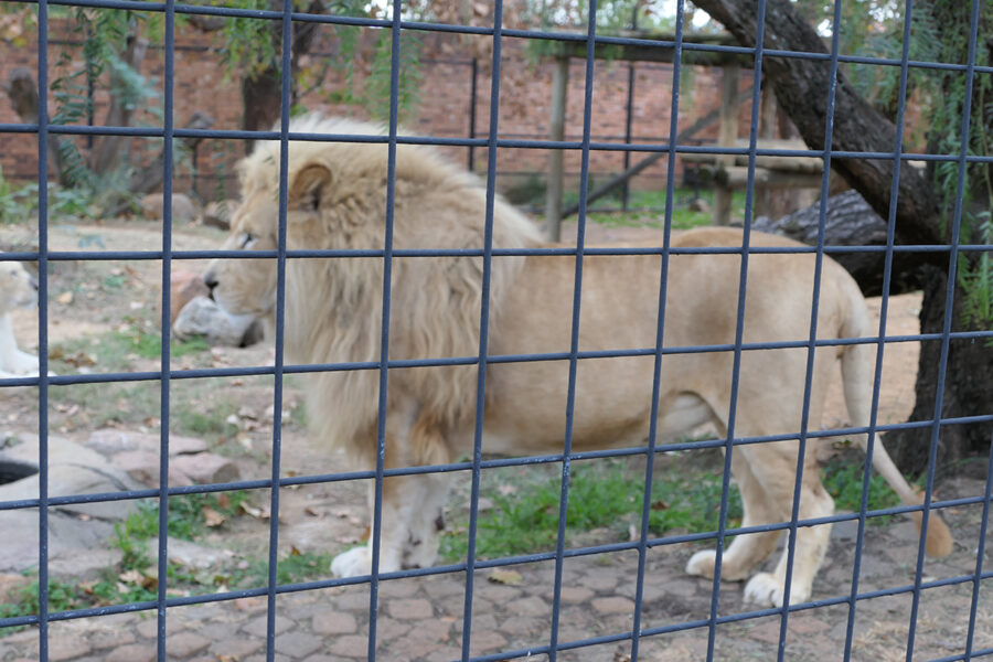Lejonhanne i sitt onaturliga habitat, som används i turistindustrin i Sydafrika.
