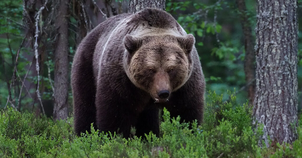 En björn i en finländsk skog, en vanlig dag under sensommaren.