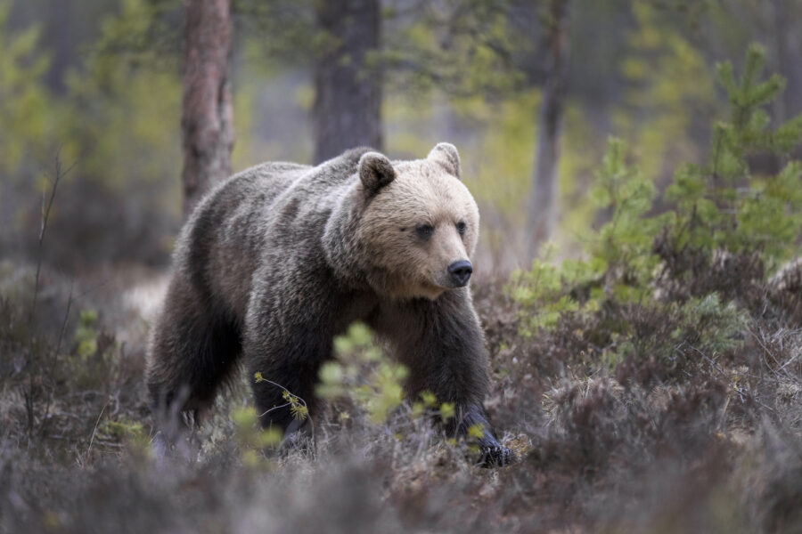Arkivbild på björn i Hälsingland.