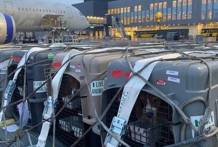 Hundarna lastas av på flygplatsen i Köpenhamn efter resan över Atlanten.