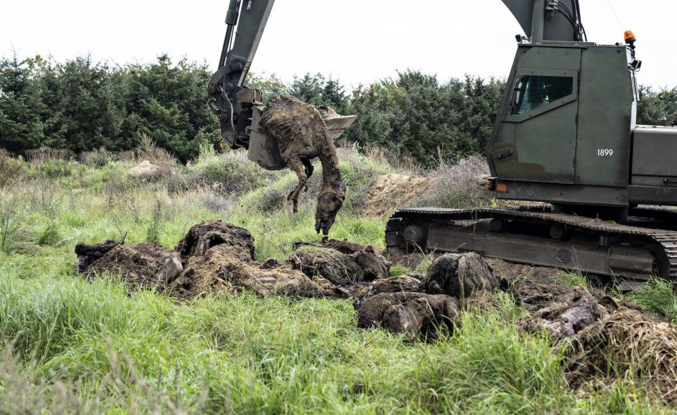 Under onsdagen grävs mängder av hästkadaver upp utanför ett stuteri på Jylland.