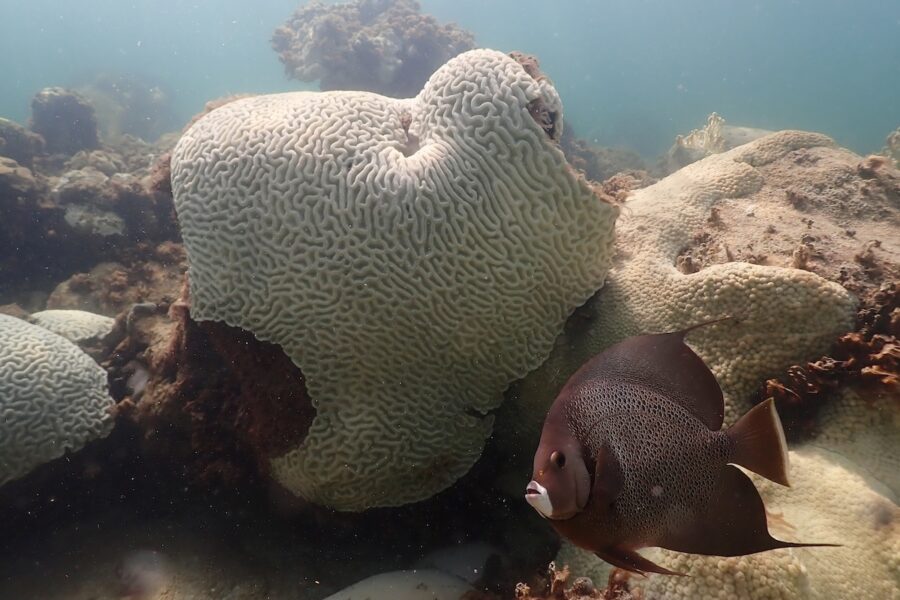 Fiskar simmar förbi en korall som visar tecken på blekning i i det rekordvarma havet utanför Florida i USA.