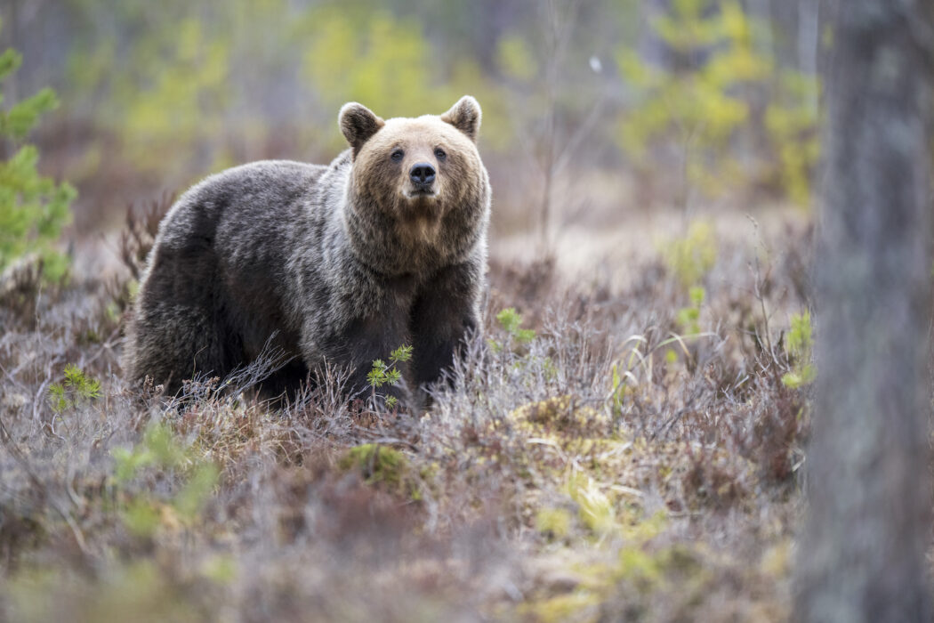 Björn i Hälsingland.