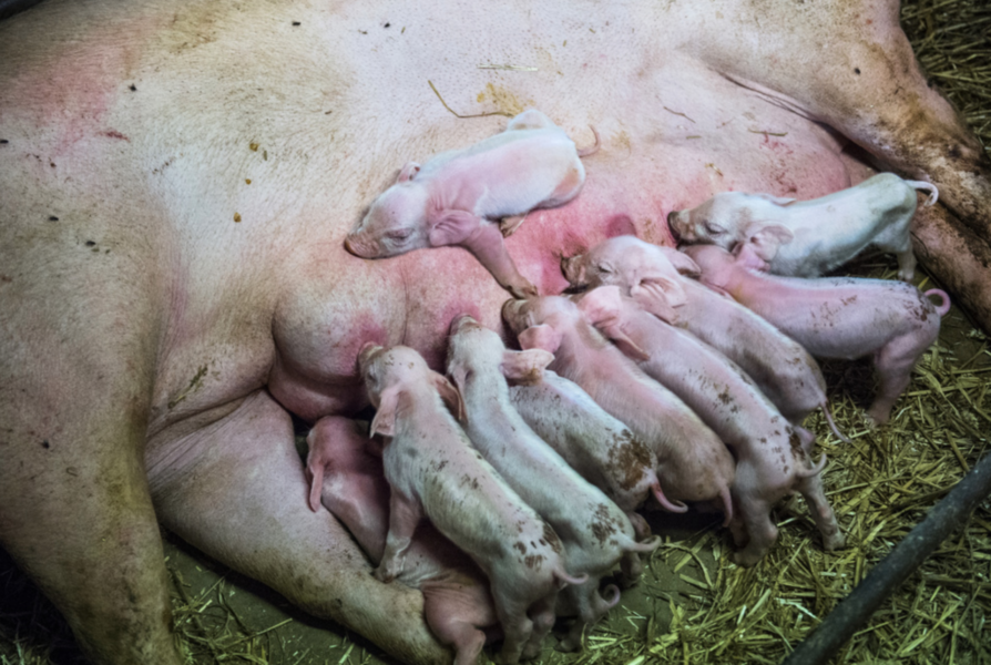 Globalt finns det nu 50 grisproducentjättar som var och en äger mer än 100 000 suggor.