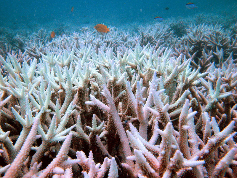 Stora Barriärrevet utanför nordöstra Australien har drabbats av höga vattentemperaturer vid flera tillfällen sedan 1998, vilket har inneburit att många koraller drabbats av blekning.