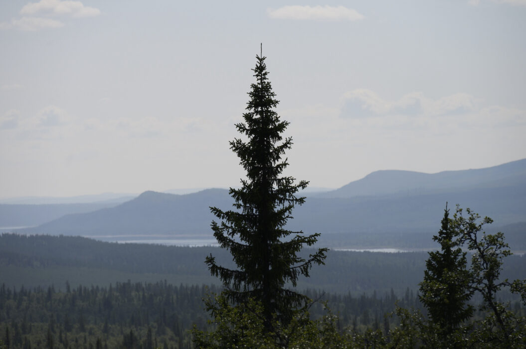 Skog och fjäll i Härjedalen.