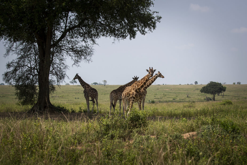 I nationalparken Murchison Falls i Uganda finns oljefält som planeras för exploatering och export med hjälp av bygget av oljepipelinen EACOP.