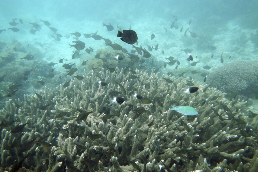 Blekta korallrev utanför Kenyas kust.