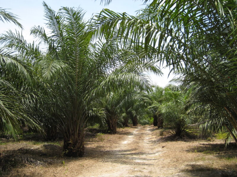 Palmoljeplantage på Borneo.