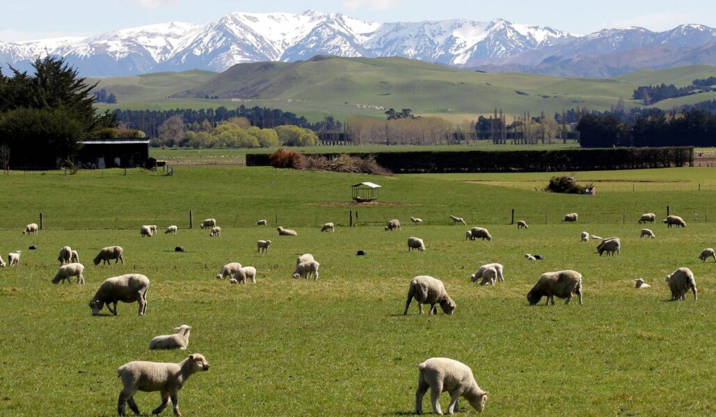 26 miljoner får betar gräs på Nya Zeeland och avger genom sina pruttar metangas som är en potent växthusgas.
