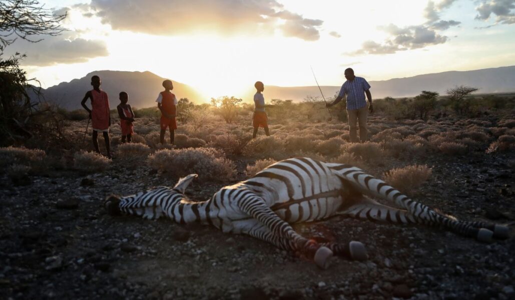 Masaibarn står bredvid en zebra som lokala invånare säger dog på grund av torka, när de betar sin boskap i byn Ilangeruani, nära Magadisjön i Kenya, den 9 november 2022.