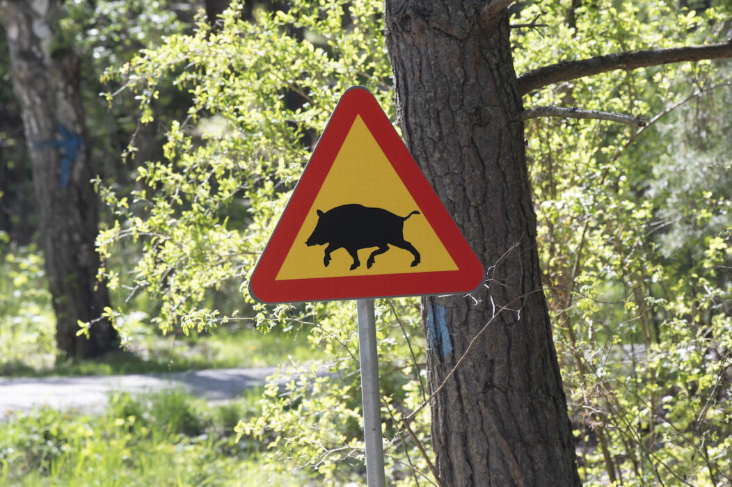 Vildsvin på avfallsanläggningar ökar risken för spridning av afrikansk svinpest.
