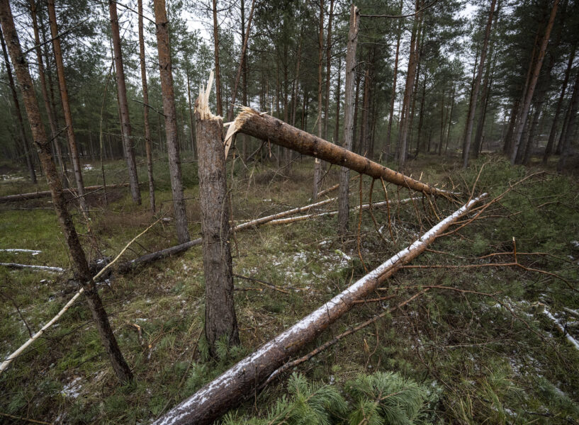 Stormfälld skog var en av konsekvenserna av ovädret Hans.