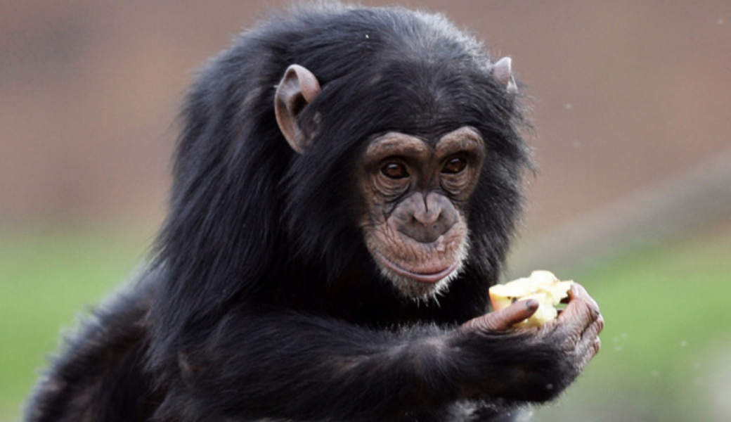 Människoapor som schimpanser har inte samma förmåga som människor för ordning, visar en ny studie som publicerats i den vetenskapliga tidskriften Plos One.